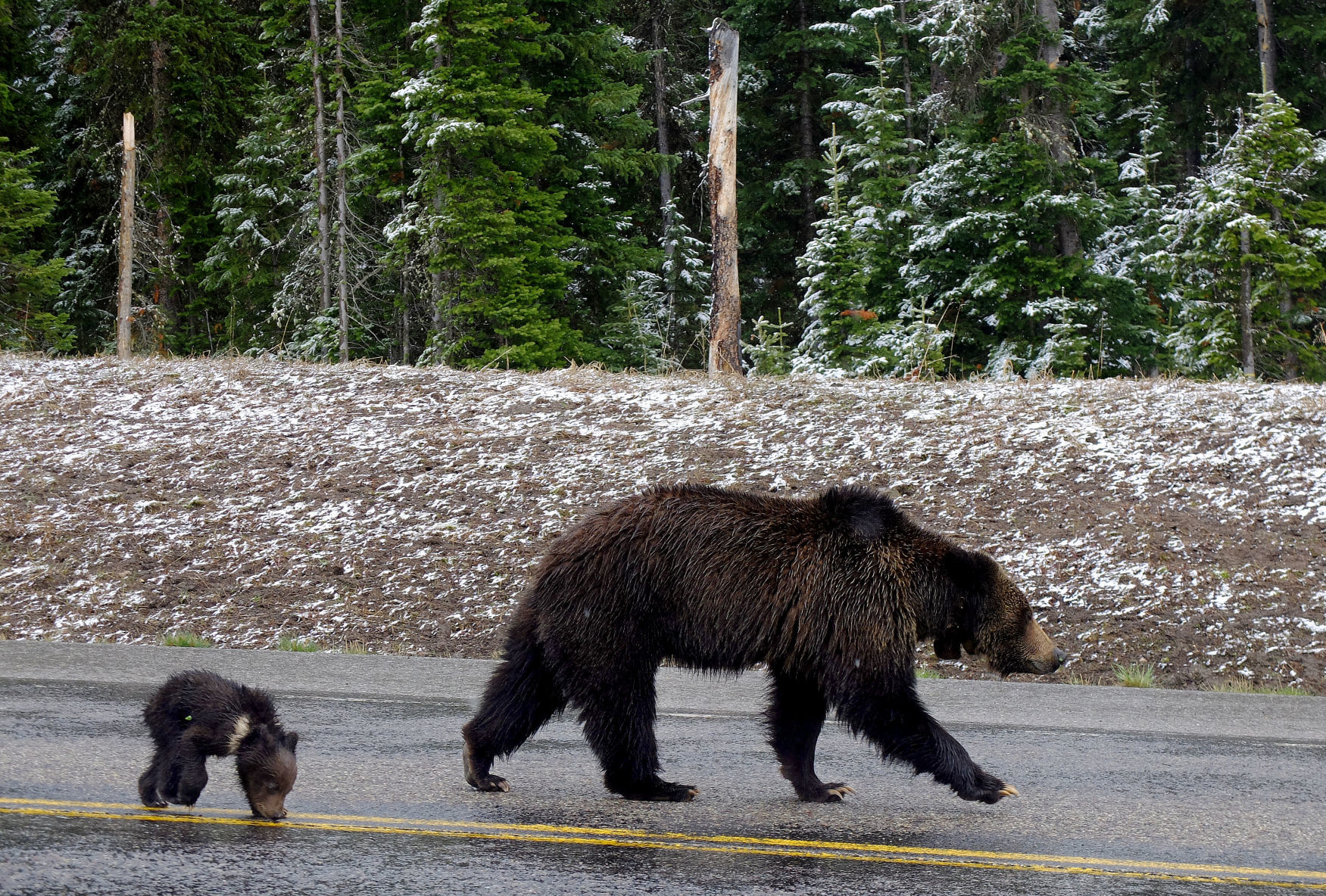 Grizzly bear and cub